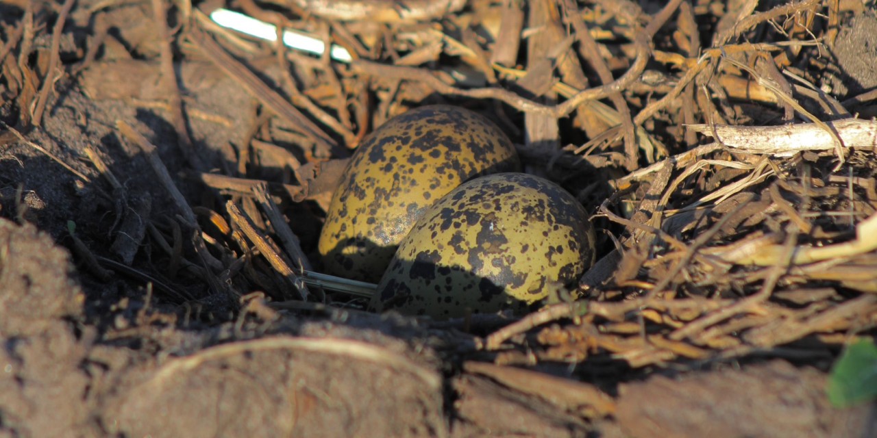 Foto door: Wiebe Kooistra