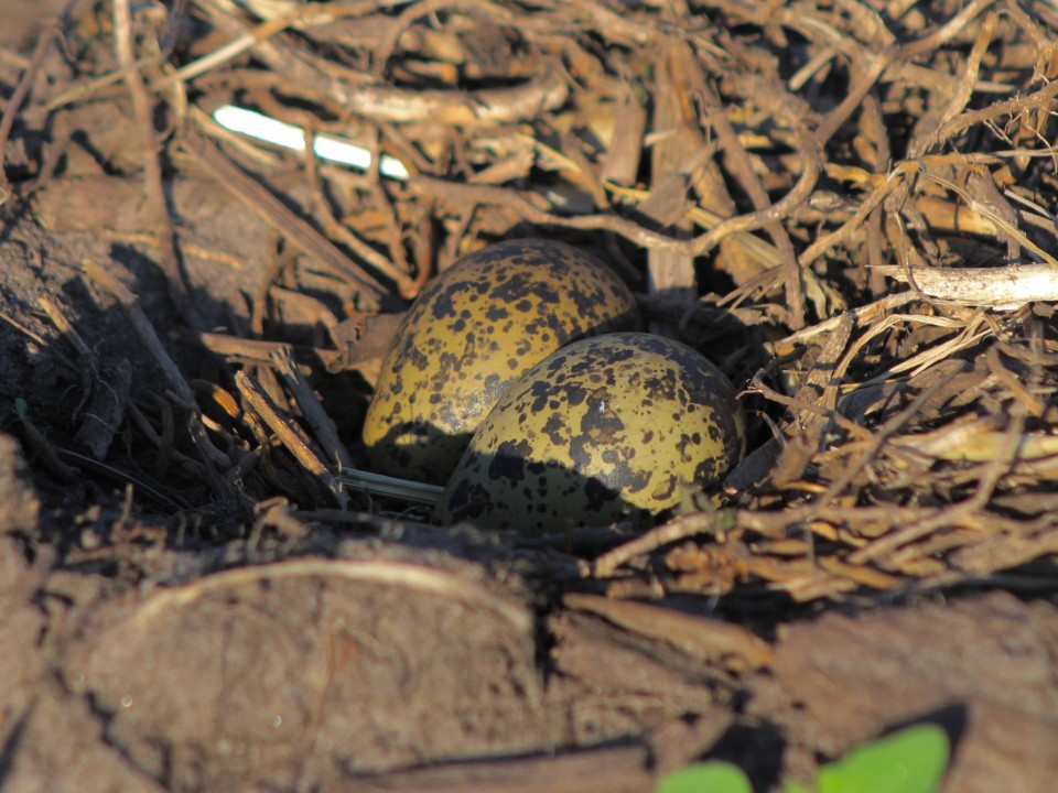 Foto door: Wiebe Kooistra
